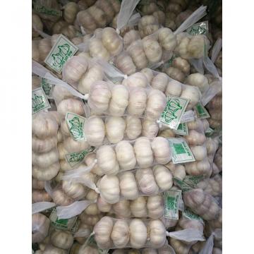 WHOLESALE GARLIC