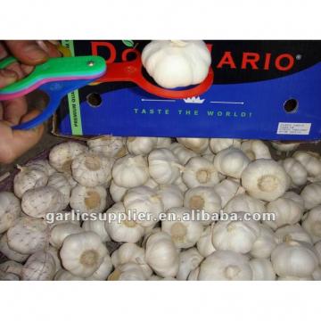 2014 crop garlic