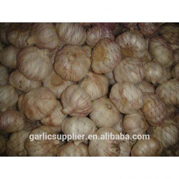 fresh garlic new crop