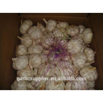 fresh garlic new crop