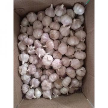 New crop garlic 2017