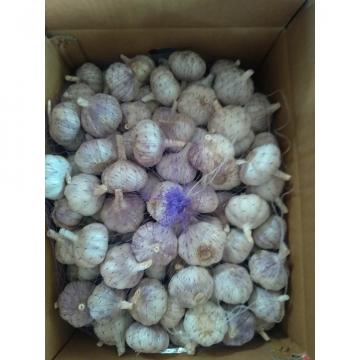 New crop garlic 2017