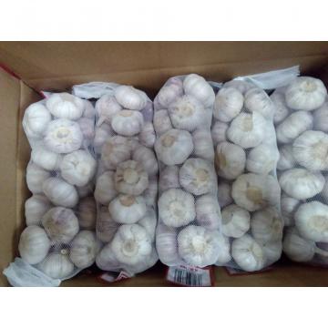 New crop garlic 2017