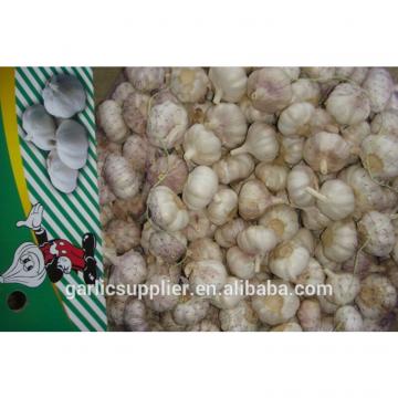 normal white garlic new crop