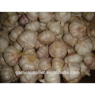 2015 crop garlic