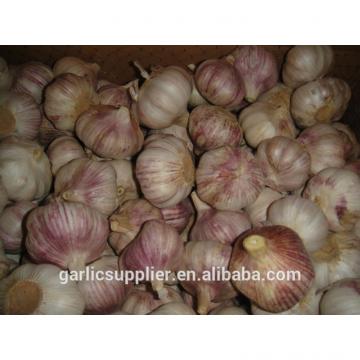 2014 crop garlic