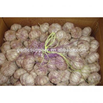 PURE WHITE GARLIC NEW CROP