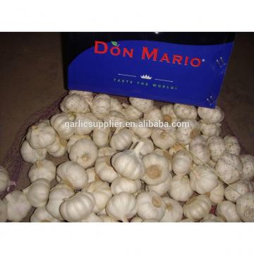 PURE WHITE GARLIC NEW CROP