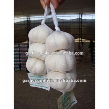 snow white garlic new crop