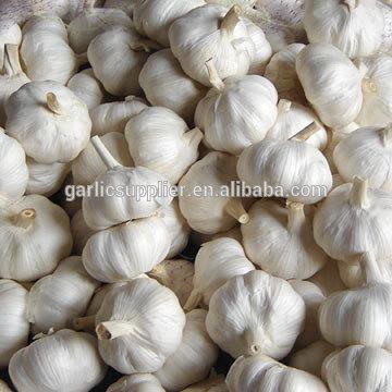 snow white garlic new crop