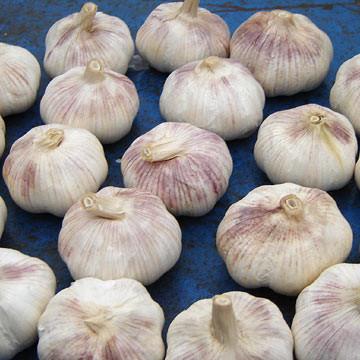 FRESH GARLIC NEW CROP