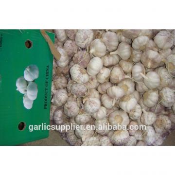 2015 crop garlic