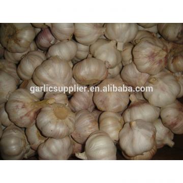 fresh china garlic