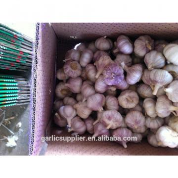 2015 crop garlic