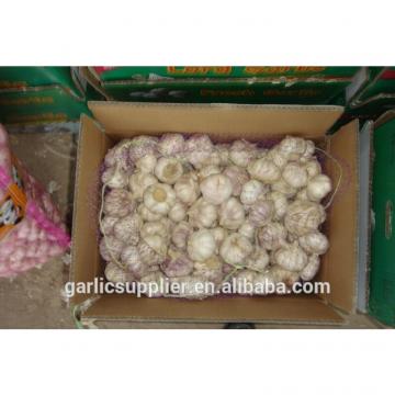 2014 crop garlic