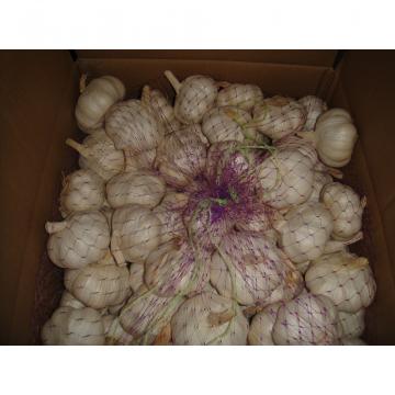 2014 crop garlic