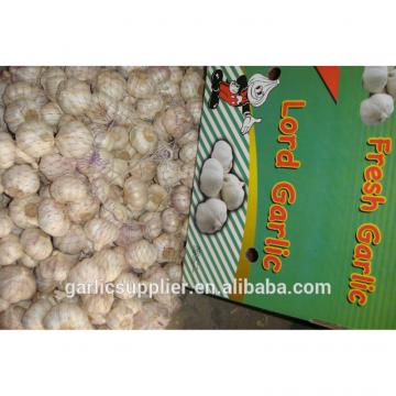 New crop garlic