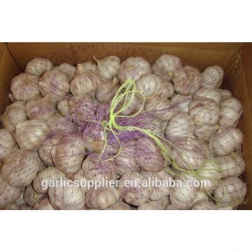 2014 crop garlic