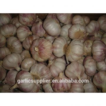 2014 garlic