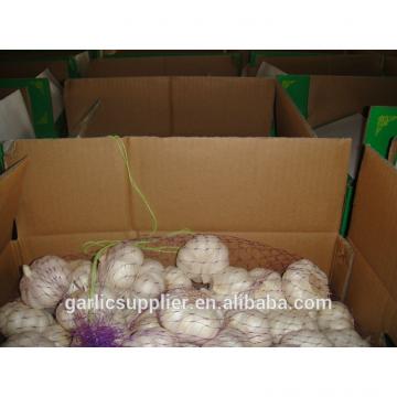 garlic crop 2015