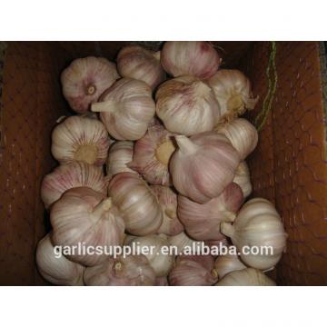 2014 crop garlic