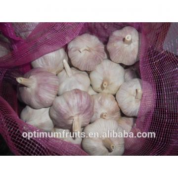 China fresh garlic specification size 4.5-5.0cm