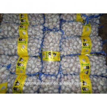 segar bawang putih garlic price