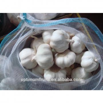 China fresh garlic ajo /alho/ail price per ton