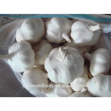 China fresh garlic ajo /alho/ail price per ton