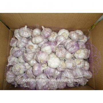 Shandong fresh purple / normal white garlic 5.5cm garlic price