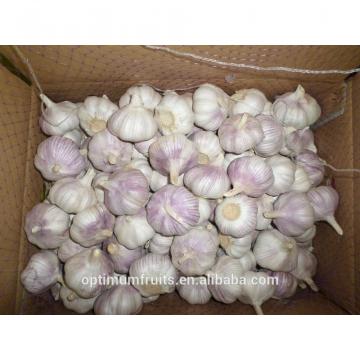 Shandong fresh purple / normal white garlic 5.5cm garlic price