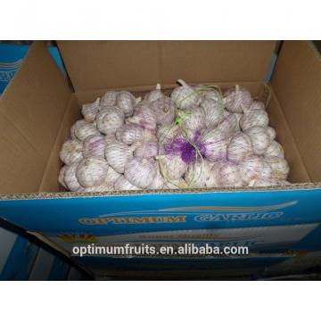 China new harvest fresh purple garlic price for export