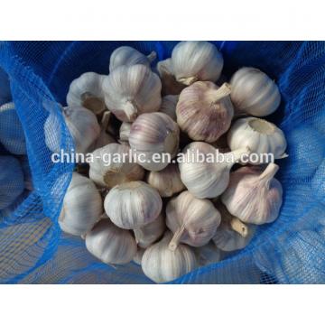 2017 crop chinese normal fresh white garlic 5/ 5.5cm