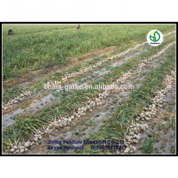 Factory supply high quality fresh Garlic for sale