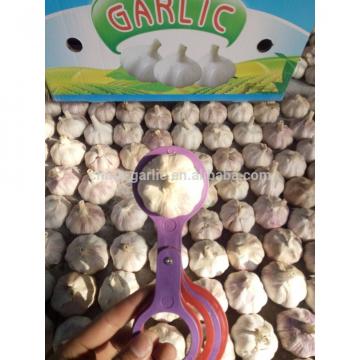 Best Garlic Supplier in China 10g/carton 5.5cm