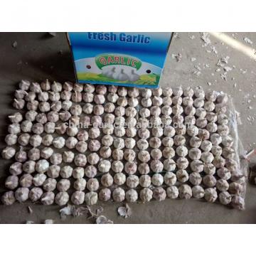 Best Garlic Supplier in China 10g/carton 5.5cm