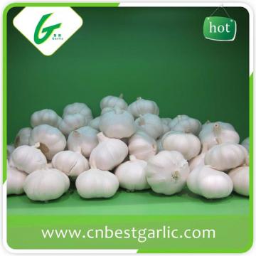 Nromal white wholesale garlic price for world market