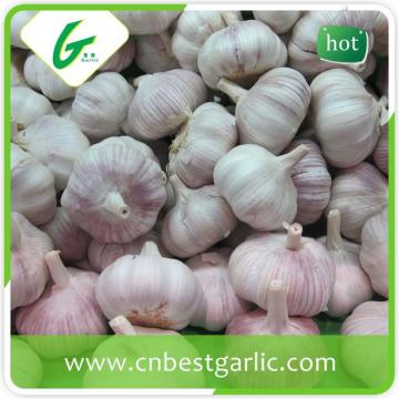 Nromal white wholesale garlic price for world market