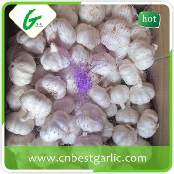 Nromal white wholesale garlic price for world market