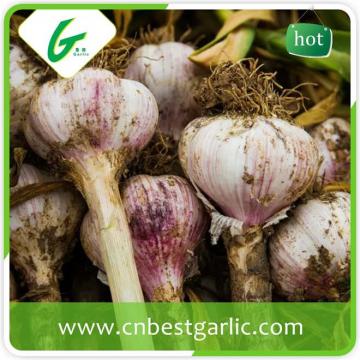 Bulk fresh pure white garlic manufacturers for sale