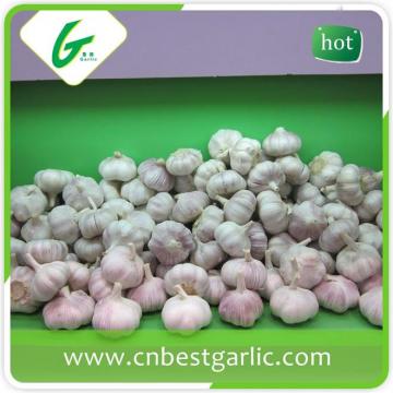 New crop fresh natural garlic price for sale