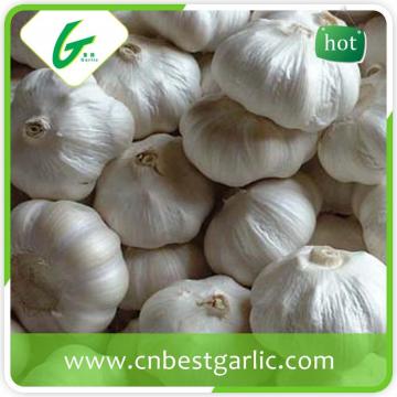 Natural pure china cheap garlic manufacturer fresh red garlic