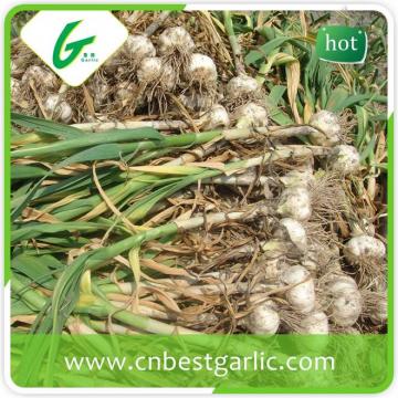 New fresh white big size new crop natural garlic