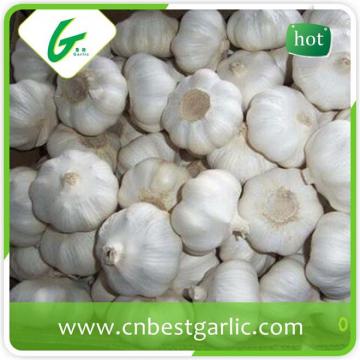 China fresh natural garlic in carton normal white