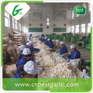 Good brand natural fresh white garlic for sale