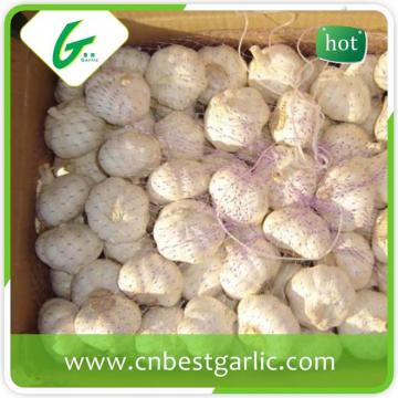 Farm white garlic price fresh garlic 5.0cm with great price