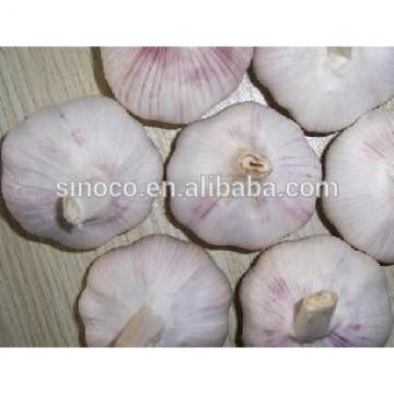 cold store normal white garlic crop 2017