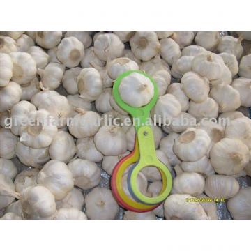 chinese fresh garlic