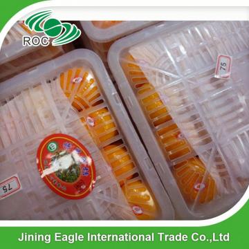 Wholesales price fresh sweet honey baby mandarin orange