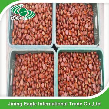 Bulk large nutritous sweet fresh chestnuts with best price